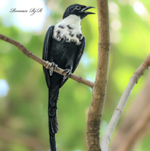 Lore Lindu National Park Birding Tour 4D/3N