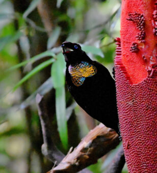 Arfak Birding Tour 4D/3N