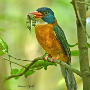 Makasar Birding Tour 3D2N