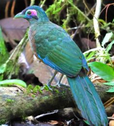 Sumatran Ground cuckoo