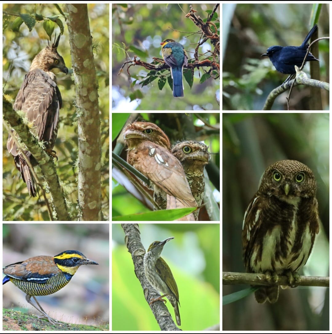West Java Birding Tour