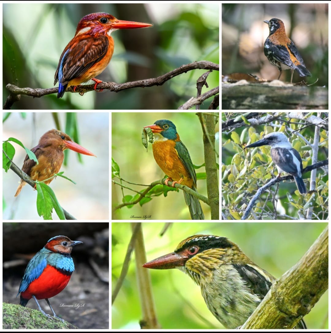 Tangkoko Birding tour 5D/4N