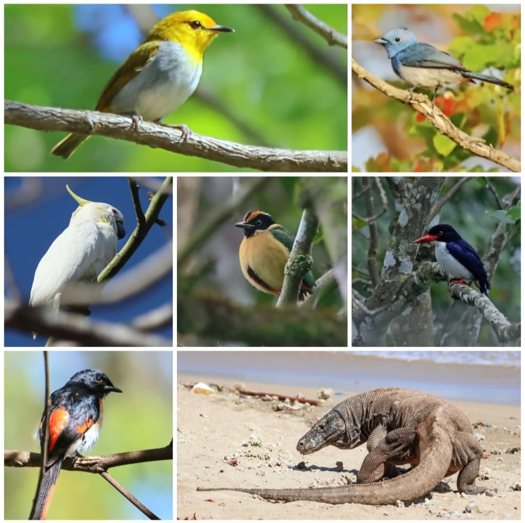 Flores Birding Tour