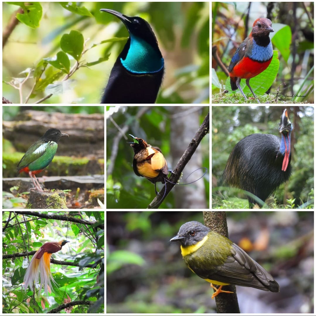 Fakfak Birding Tour