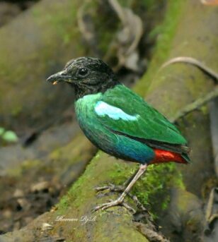 Biak Birding Tour 4D3N