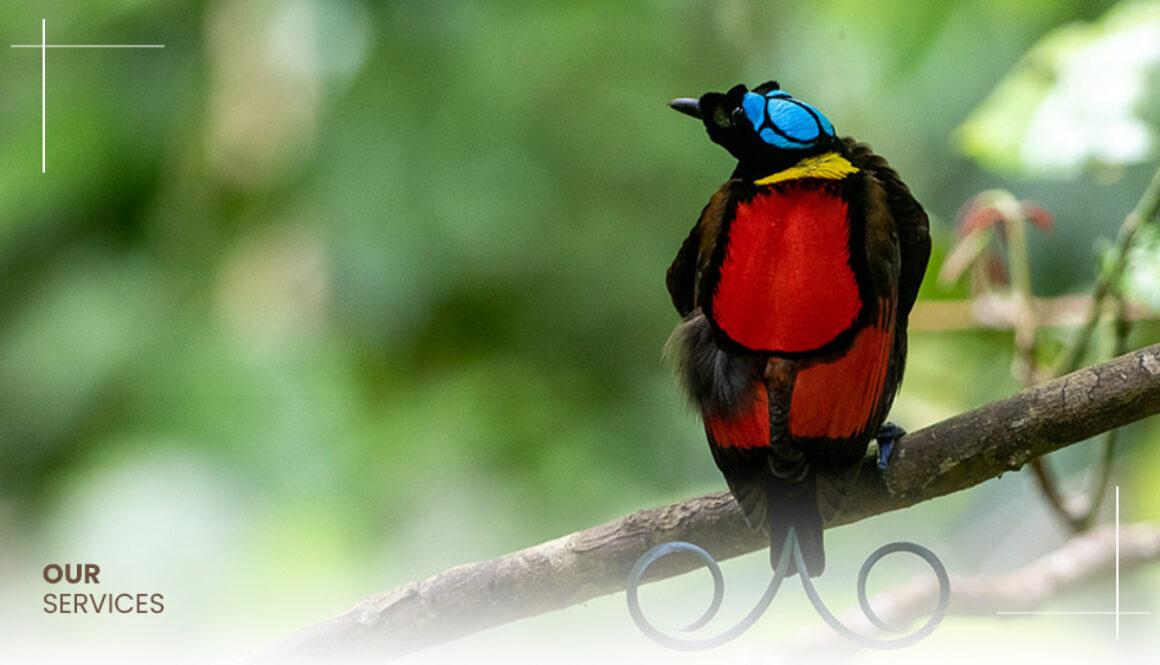Sorong Birding Tour 3D2N