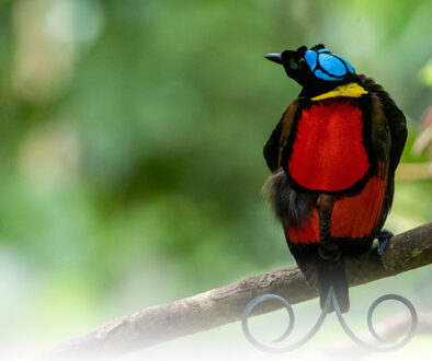 Sorong Birding Tour 3D2N