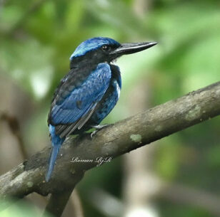 Sorong Birding Tour 3D2N