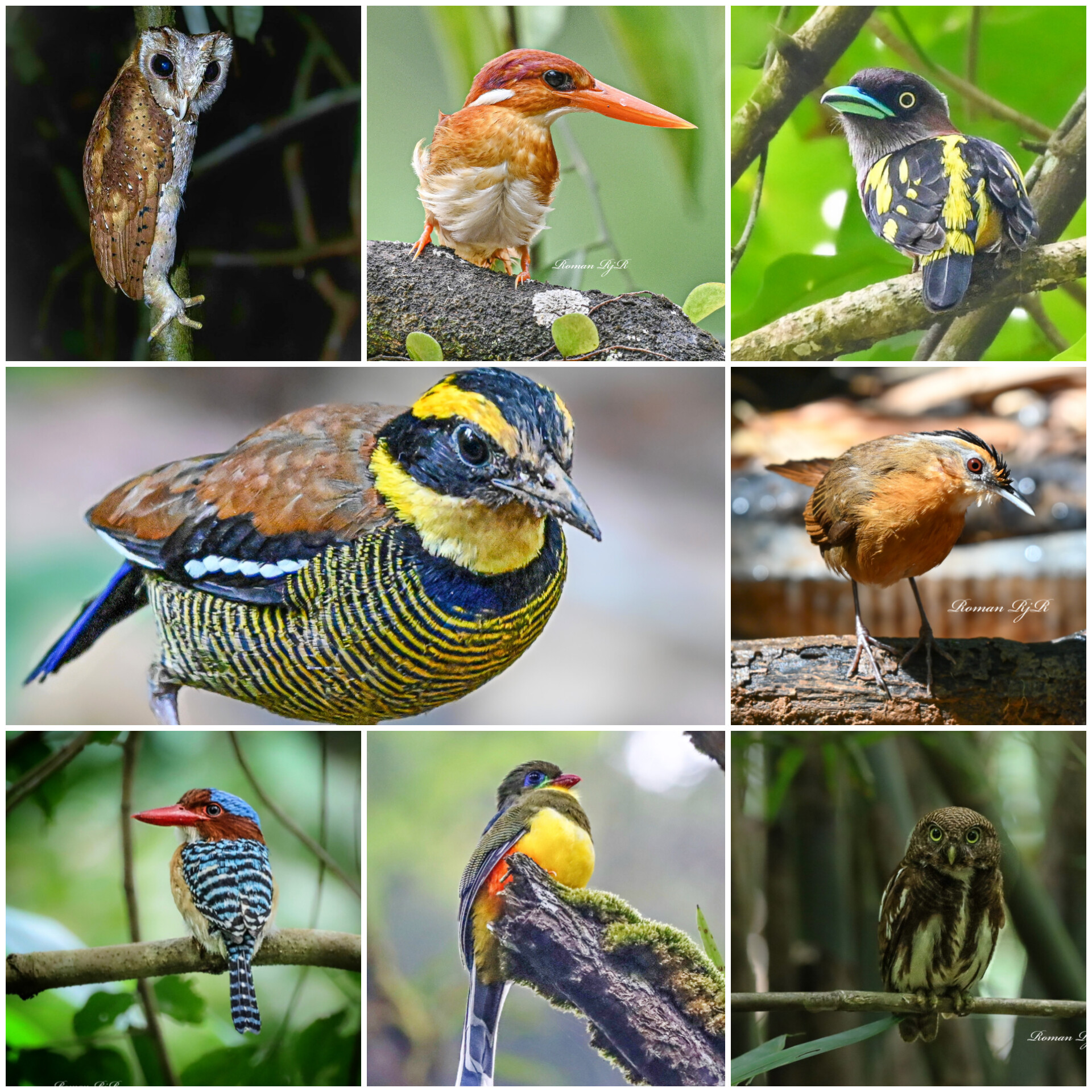 west java birding tour 8D/7N